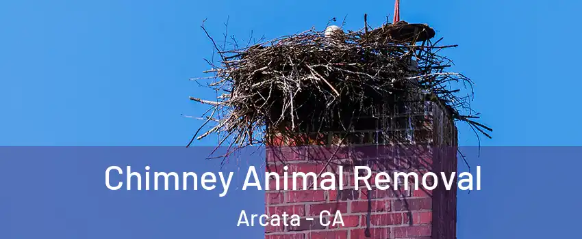  Chimney Animal Removal Arcata - CA